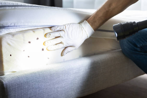 Best Local Pest Control Services  in Cottage City, MD