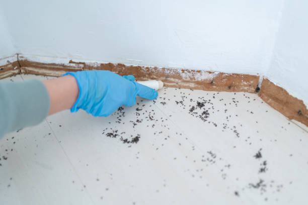 Best Flea Control Services  in Cottage City, MD